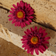 Kadın El yapımı Polimer Kil Pembe Gerbera Çiçek Gül Küpe Kadın El yapımı Polimer Kil Pembe Gerbera Çiçek Gül Küpe